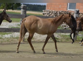 American Quarter Horse, Hengst, 2 Jahre, 148 cm, Red Dun