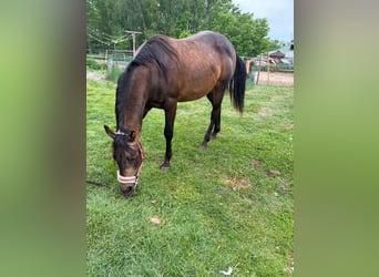 American Quarter Horse, Hengst, 2 Jahre, 149 cm, Buckskin