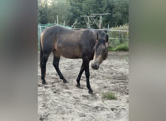 American Quarter Horse, Hengst, 2 Jahre, 149 cm, Buckskin