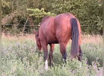 American Quarter Horse, Hengst, 2 Jahre, 150 cm, Brauner