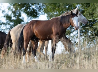 American Quarter Horse, Hengst, 2 Jahre, 150 cm, Brauner