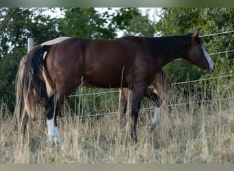 American Quarter Horse, Hengst, 2 Jahre, 150 cm, Brauner