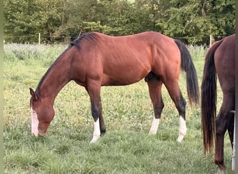 American Quarter Horse, Hengst, 2 Jahre, 150 cm, Brauner