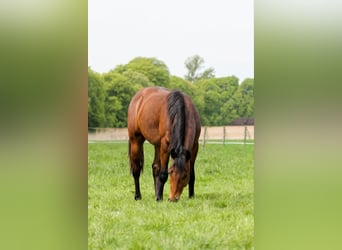 American Quarter Horse, Hengst, 2 Jahre, 150 cm, Brauner