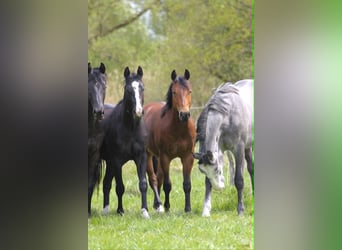 American Quarter Horse, Hengst, 2 Jahre, 150 cm, Brauner