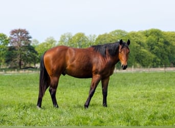 American Quarter Horse, Hengst, 2 Jahre, 150 cm, Brauner