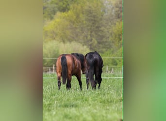 American Quarter Horse, Hengst, 2 Jahre, 150 cm, Brauner