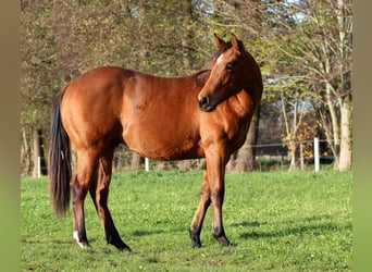 American Quarter Horse, Hengst, 2 Jahre, 150 cm, Brauner