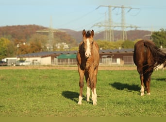 American Quarter Horse, Hengst, 2 Jahre, 150 cm, Brauner