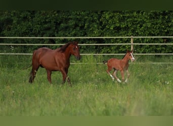 American Quarter Horse, Hengst, 2 Jahre, 150 cm, Brauner