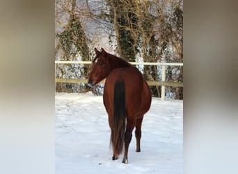 American Quarter Horse, Hengst, 2 Jahre, 150 cm, Brauner