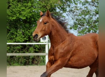 American Quarter Horse, Hengst, 2 Jahre, 150 cm, Brauner