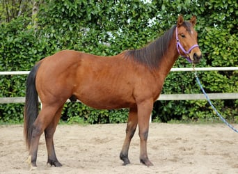 American Quarter Horse, Hengst, 2 Jahre, 150 cm, Brauner