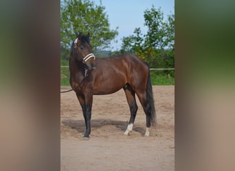American Quarter Horse, Hengst, 2 Jahre, 150 cm, Brauner