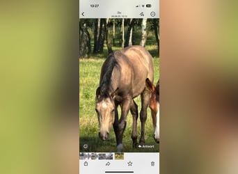 American Quarter Horse, Hengst, 2 Jahre, 150 cm, Buckskin