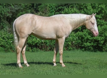 American Quarter Horse, Hengst, 2 Jahre, 150 cm, Cremello