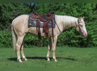 American Quarter Horse, Hengst, 2 Jahre, 150 cm, Cremello