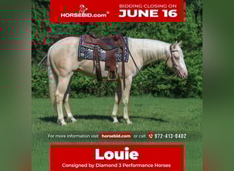 American Quarter Horse, Hengst, 2 Jahre, 150 cm, Cremello