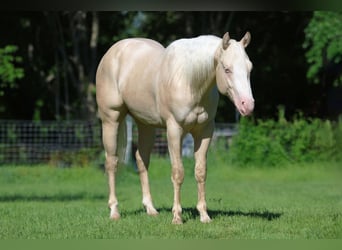 American Quarter Horse, Hengst, 2 Jahre, 150 cm, Cremello