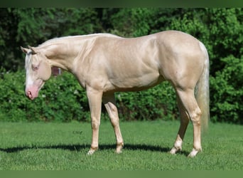 American Quarter Horse, Hengst, 2 Jahre, 150 cm, Cremello
