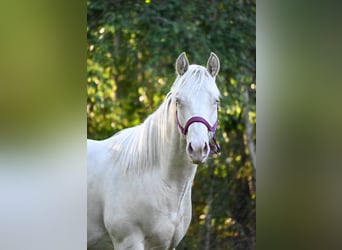 American Quarter Horse, Hengst, 2 Jahre, 150 cm, Cremello