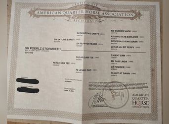 American Quarter Horse, Hengst, 2 Jahre, 150 cm, Dunkelbrauner