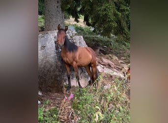 American Quarter Horse, Hengst, 2 Jahre, 150 cm, Dunkelbrauner