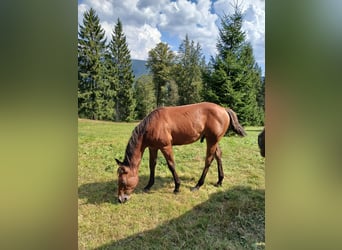 American Quarter Horse, Hengst, 2 Jahre, 150 cm, Dunkelbrauner