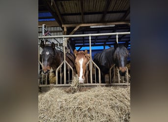 American Quarter Horse, Hengst, 2 Jahre, 150 cm, Dunkelbrauner