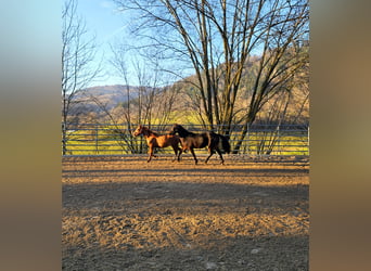 American Quarter Horse, Hengst, 2 Jahre, 150 cm, Dunkelbrauner