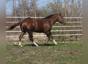 American Quarter Horse, Hengst, 2 Jahre, 150 cm, Dunkelfuchs