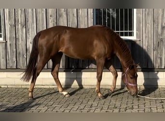 American Quarter Horse, Hengst, 2 Jahre, 150 cm, Dunkelfuchs