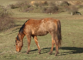 American Quarter Horse, Hengst, 2 Jahre, 150 cm, Falbe