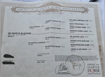 American Quarter Horse, Hengst, 2 Jahre, 150 cm, Fuchs