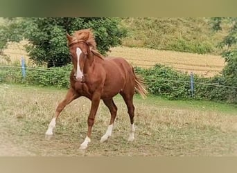 American Quarter Horse, Hengst, 2 Jahre, 150 cm, Fuchs