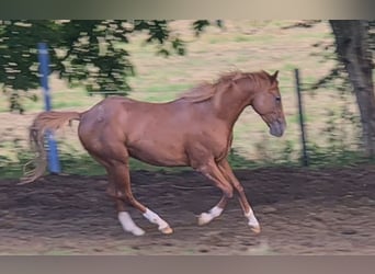 American Quarter Horse, Hengst, 2 Jahre, 150 cm, Fuchs