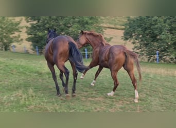 American Quarter Horse, Hengst, 2 Jahre, 150 cm, Fuchs