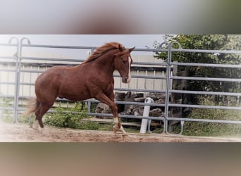 American Quarter Horse, Hengst, 2 Jahre, 150 cm, Fuchs