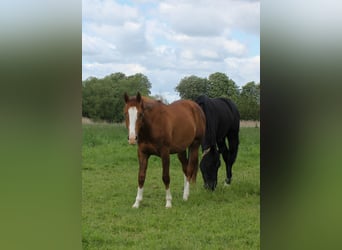 American Quarter Horse, Hengst, 2 Jahre, 150 cm, Fuchs