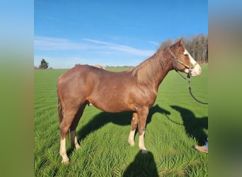 American Quarter Horse, Hengst, 2 Jahre, 150 cm, Fuchs