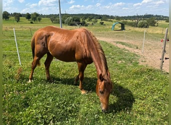 American Quarter Horse, Hengst, 2 Jahre, 150 cm, Fuchs