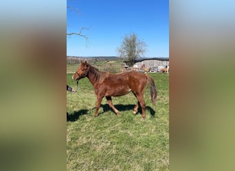 American Quarter Horse, Hengst, 2 Jahre, 150 cm, Fuchs