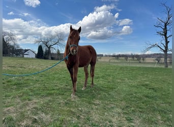 American Quarter Horse, Hengst, 2 Jahre, 150 cm, Fuchs