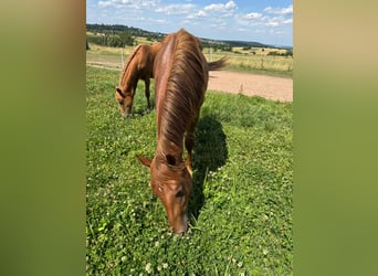 American Quarter Horse, Hengst, 2 Jahre, 150 cm, Fuchs