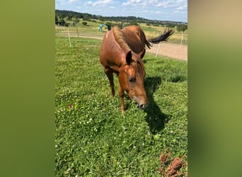 American Quarter Horse, Hengst, 2 Jahre, 150 cm, Fuchs