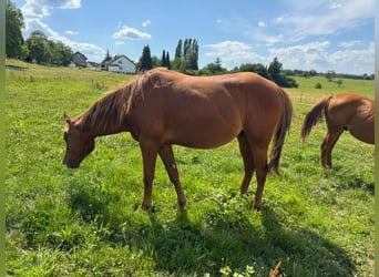 American Quarter Horse, Hengst, 2 Jahre, 150 cm, Fuchs
