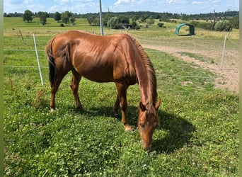 American Quarter Horse, Hengst, 2 Jahre, 150 cm, Fuchs