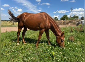 American Quarter Horse, Hengst, 2 Jahre, 150 cm, Fuchs