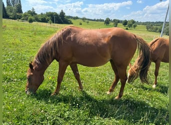American Quarter Horse, Hengst, 2 Jahre, 150 cm, Fuchs