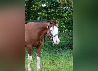 American Quarter Horse, Hengst, 2 Jahre, 150 cm, Overo-alle-Farben